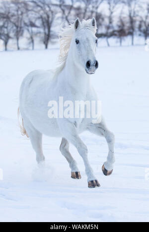 Cowboy horse drive on Hideout Ranch, Shell, Wyoming. White horse running in the snow Stock Photo