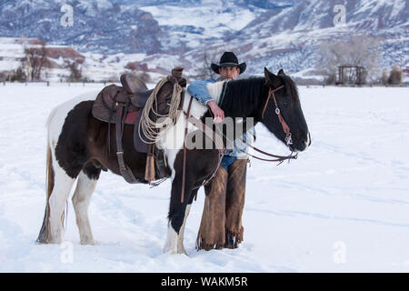 Cowboy horse drive on Hideout Ranch, Shell, Wyoming. Cowboy with his horse. (MR) Stock Photo