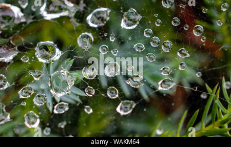 Raindrops on a spider web with reflections in the water Stock Photo