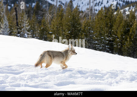 USA, Wyoming, Yellowstone National Park. A coyote (Canis latrans) moving through bison footprints in the snow. Stock Photo