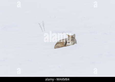 USA, Wyoming, Yellowstone National Park, coyote (Canis latrans). Portrait of a coyote in the snow. Stock Photo