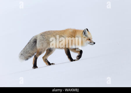 USA, Wyoming, Yellowstone National Park. A red fox (Vulpes vulpes) walking on top of the crusted snow, listening for sounds of rodents beneath. Stock Photo