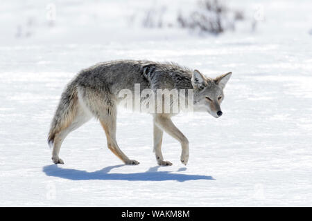 USA, Wyoming, Yellowstone National Park. A coyote (Canis latrans) walking carefully over the snow with its eyes squinting against the bright light. Stock Photo