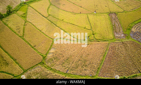 Paddy Plant Plantation Flat Lay Airscape Photo. Countryside Rice Food Agricultural Field Production and River Natural. Terrace Farm Cultivated Landsca Stock Photo