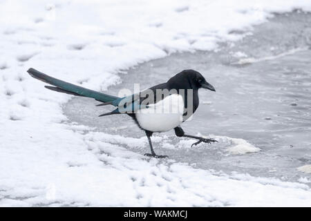 USA, Wyoming, Yellowstone National Park, black-billed magpie, Pica pica. A magpie searching along the riverbank for food. Stock Photo