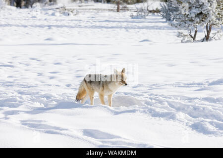 Usa, Wyoming, Yellowstone National Park. Coyote moving through bison footprints in the snow. Stock Photo