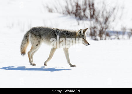 Usa, Wyoming, Yellowstone National Park. Coyote walking carefully over the snow with its eyes squinting against the bright light. Stock Photo