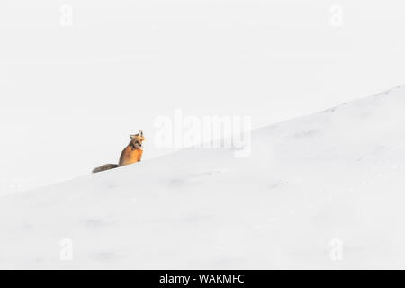 Usa, Wyoming, Yellowstone National Park. Red fox sitting on a snow bank. Stock Photo