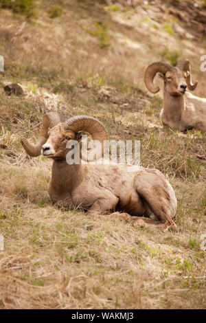 Yellowstone National Park, Wyoming, USA. Bighorn sheep rams resting. Stock Photo