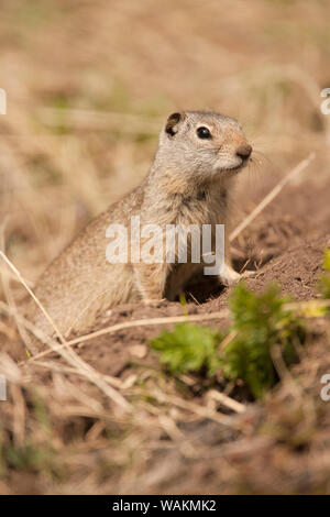 Yellowstone National Park, Wyoming, USA. Uinta ground squirrel coming out of his burrow in the ground looking around cautiously. Stock Photo