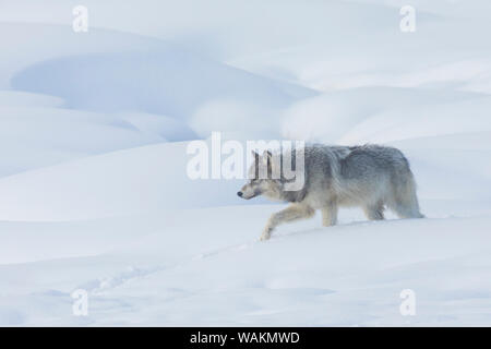 Gray wolf winter stalking Stock Photo