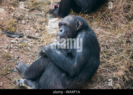 chimpanzee sitting looking thoughtful looking at camera Stock Photo