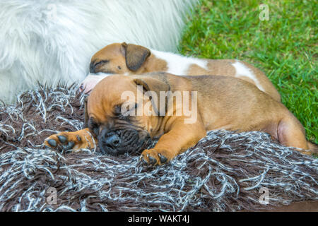Two sleeping boxer puppies on a blanket Stock Photo