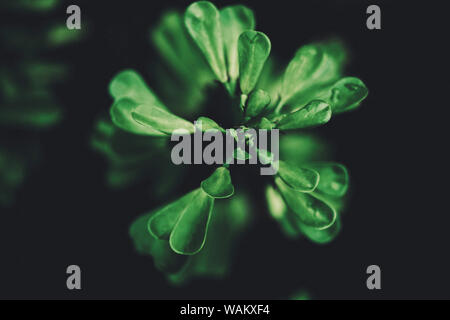 artistic plant with green leafs on black background, artistic Stock Photo