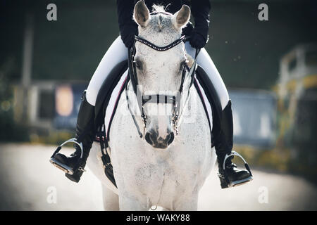 A rider in black boots in the stirrups sits astride a gray horse that walks calmly through the arena Stock Photo