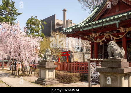 Entrance to the Ozaki Shrine in Kanazawa, Japan, with cherry blossom trees in bloom Stock Photo