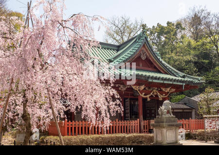 Entrance to the Ozaki Shrine in Kanazawa, Japan, with cherry blossom trees in bloom Stock Photo