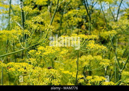 Close up of Yellow fennel flowers flower flowering (foeniculum vulgare) in summer  England UK United Kingdom GB Great Britain Stock Photo