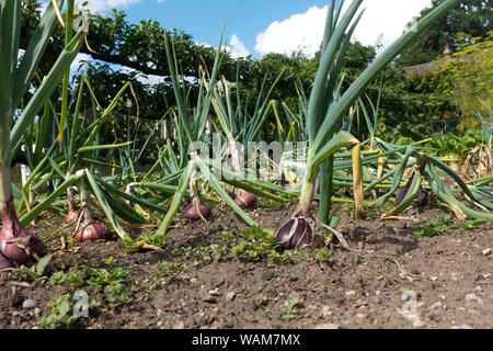 Onion onions (Allium) Red Baron bulbs growing on an allotment garden in summer England UK United Kingdom GB Great Britain