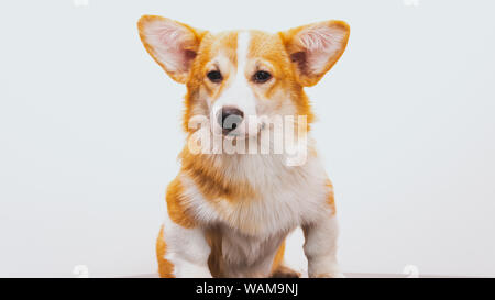 Portrait of a Cute Puppy Corgi Pembroke on a white background. Happy Corgi dog close-up. Stock Photo