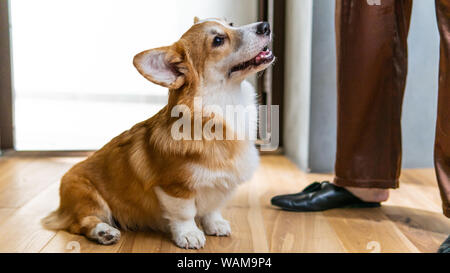 Welsh Corgi Pembroke puppy at home near its owners. Happy smiling dog, close-up