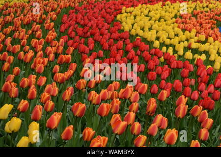 Tulips Garden in Keukenhof April 2017 Stock Photo