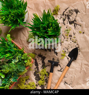 Grassy plants in pots with mini tools nearby Stock Photo