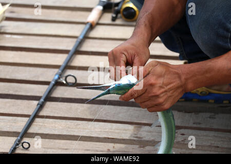 Fisherman Removing the Hook from a Catfish Using Pliers. Stock