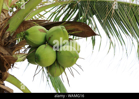 Coconut group on coconut tree. Stock Photo
