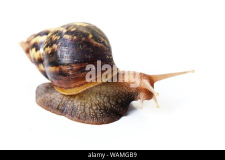 The Giant African land (Lissachatina fulica) Snail with dark brown shell and yellow stripes isolated on white background Stock Photo