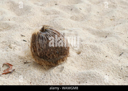 Dried coconut is placed on the sand. Stock Photo