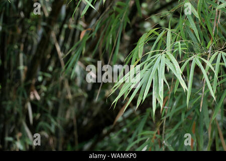 Bamboo leaves with selective focus. Stock Photo