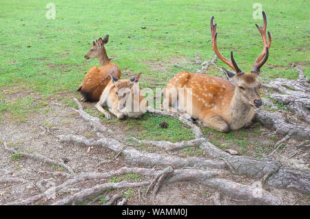The sacred deer of Nara, Nara-Shi in Japan. The deer are sika deer (Cervus nippon) also known as the spotted deer or the Japanese deer. Stock Photo
