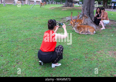 Asian tourists taking pictures of the sacred deer of Nara, in Nara Koen or Nara Park in Nara-Shi in Japan. Stock Photo