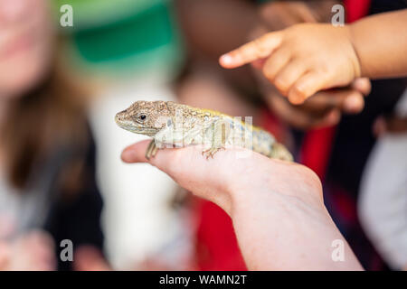Lizard sitting on hand in front of kids Stock Photo