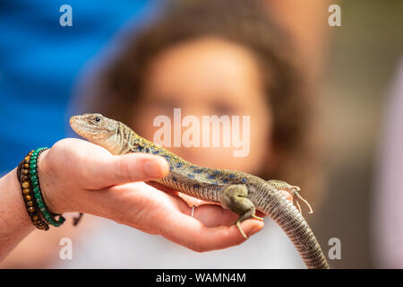 Lizard sitting on hand in front of kids Stock Photo