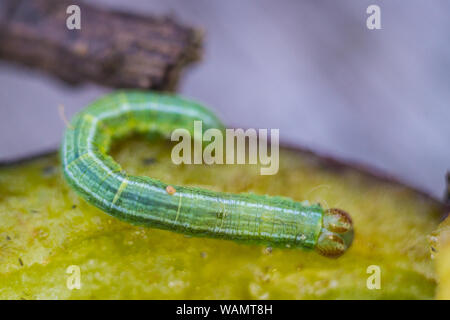 Caterpillar in summer forest eating juicy plum Stock Photo