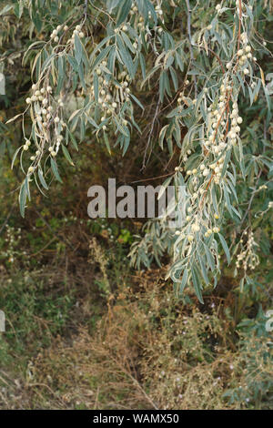 Elaeagnus angustifolia fruit on the branch Stock Photo
