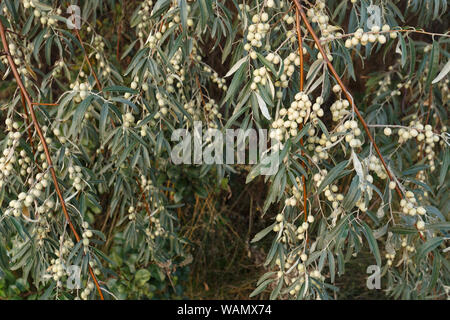 Elaeagnus angustifolia fruit on the branch Stock Photo