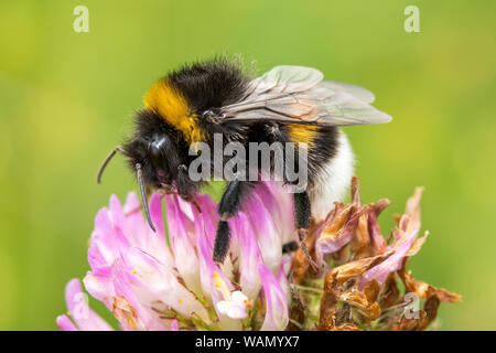 Bumblebee is pollinating pink clover flower Stock Photo