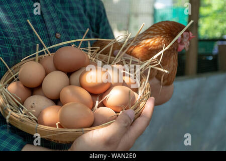 Close-up farmer hands holding fresh chicken eggs into basket at a chicken farm in him home area. Concept of organic farm. Stock Photo