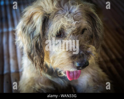 a dog take a relax on the table Stock Photo