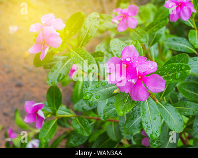 catharanthus roseus flowers with green leaf on blur Backgrounds.Noyantara, a plant, known for its reddish pink rose petal flowers.Cape periwinkle, Mad Stock Photo