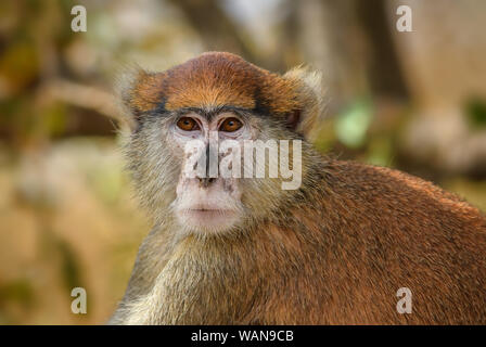 Patas Monkey - Erythrocebus patas, beautiful orange primate from African bushes and forests, Senegal, West Africa. Stock Photo