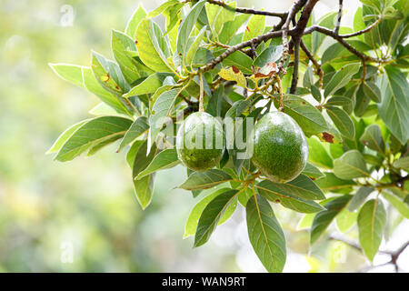 Avocado fresh fruit (Persea americana) on the tree Stock Photo