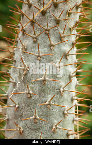 Close up of long spiky Cactus thorns Stock Photo