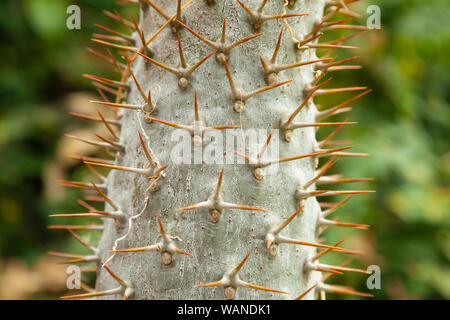 Close up of long spiky Cactus thorns Stock Photo