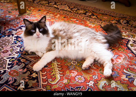 Female Ragdoll bicolour cat enjoying the luxury of an all-wool Persian carpet in UK Stock Photo