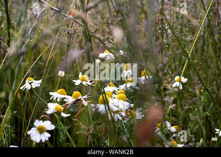 Selective focus on daisies, wild daisies in summer meadow. Stock Photo