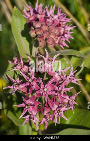 Showy Milkweed (Asclepias speciosa), WInd Cave National Park. S. Dakota, USA, by Bruce Montagne/Dembinsky Photo Assoc Stock Photo